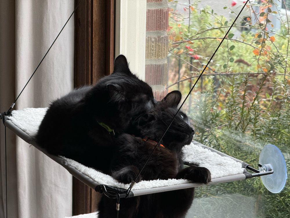 Two black cats cuddled by a window