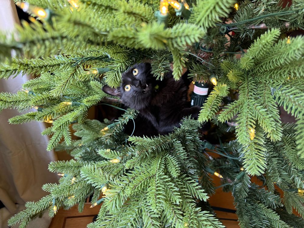 A black cat climbing inside the Xmas tree