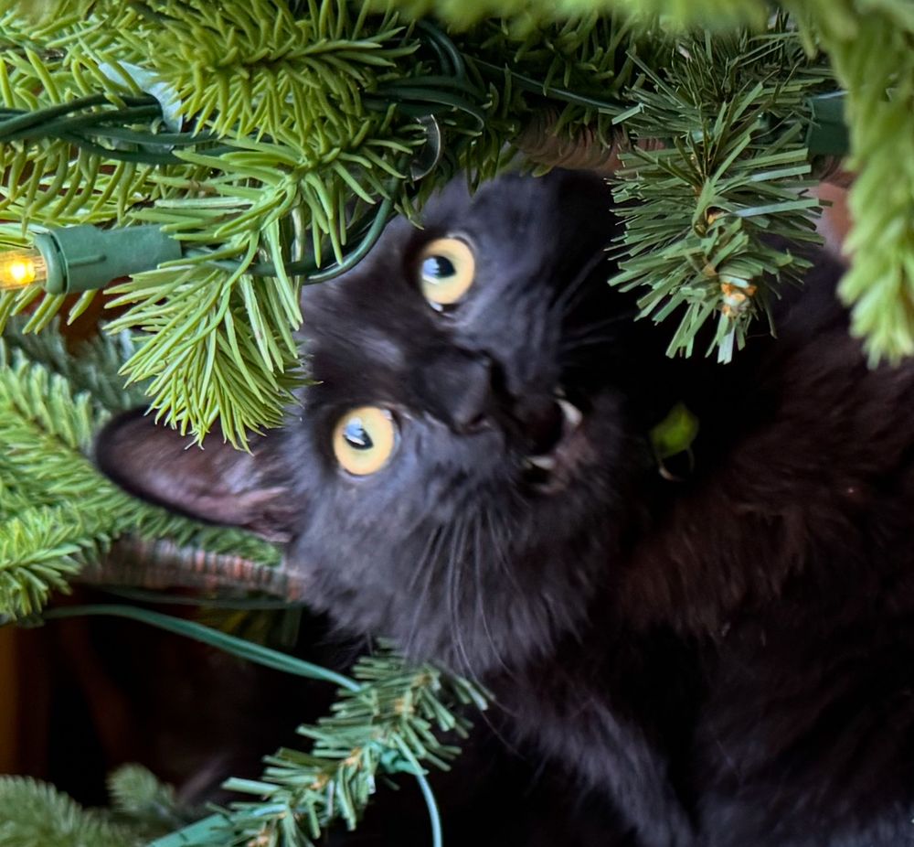 A close up of the cat’s expression 