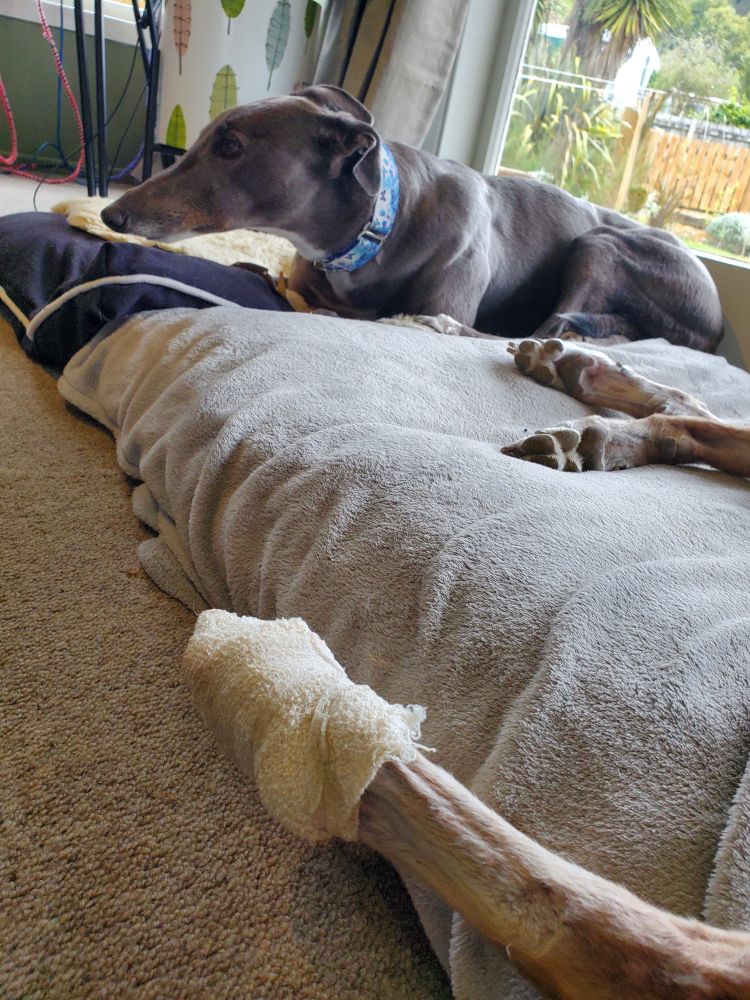 Wanda the greyhound refuses to look at the bandaged foot of Cedric the other greyhound, out of embarrassment for him. He injured it trying to keep up with her while she was racing around our tracks. He is 11 years old and she is 6, having only just finished her very successful racing career, and he has since learned that she is much faster than him and he can't possibly compete. So, he now 1)doesn't bother to compete, or 2) waits till she's already exhausted after endless minutes of thundering around our tracks and only then challenges her to a race.