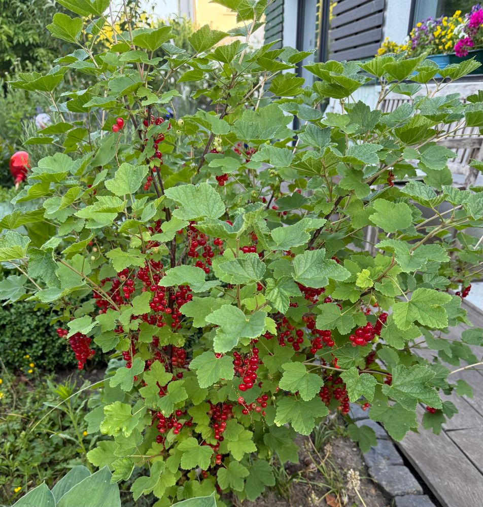 Johannisbeerstrauch mit vielen Beeren