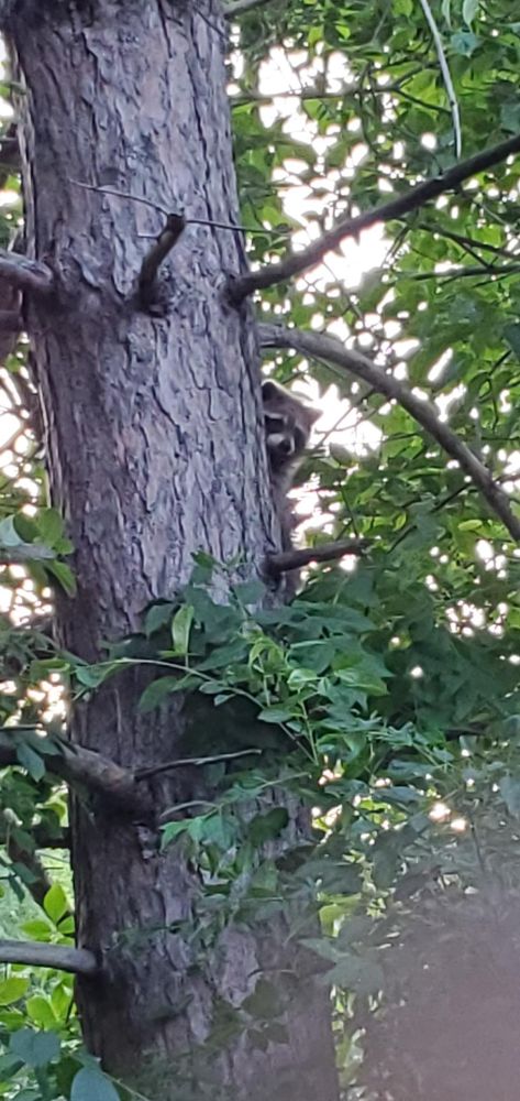 image is a photo of a raccoon in a tree