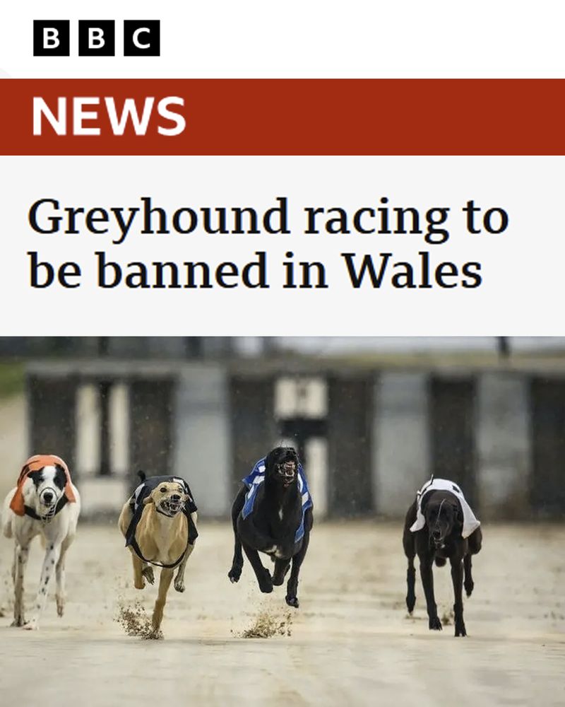 BBC News. Greyhound racing to be banned in Wales.