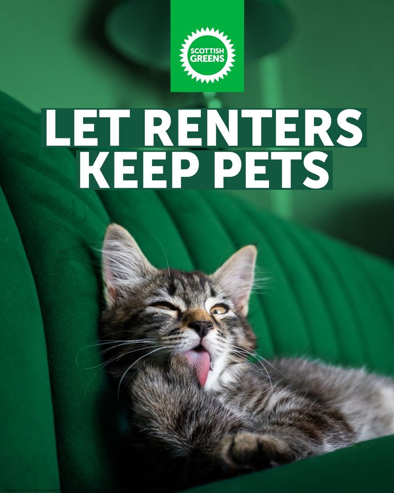 Picture of a cat. Let Renters Keep Pets.