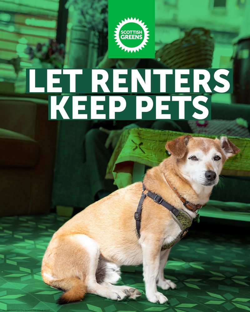 Picture of a small dog. Let Renters Keep Pets.