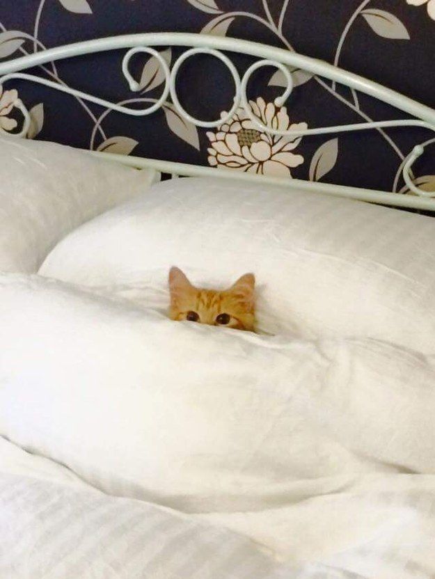 The ears and eyes of an orange cat poking up out of a very fluffy comforter 