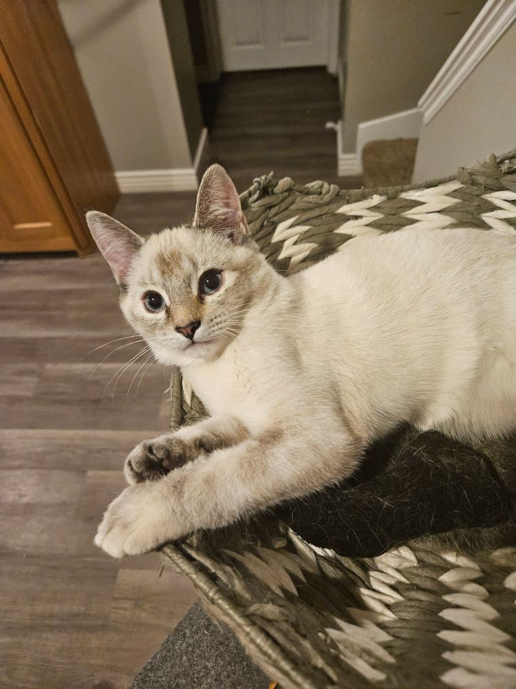 pele looking at the camera from a cat tower 