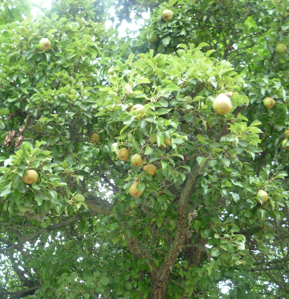 Pears growing on a tree