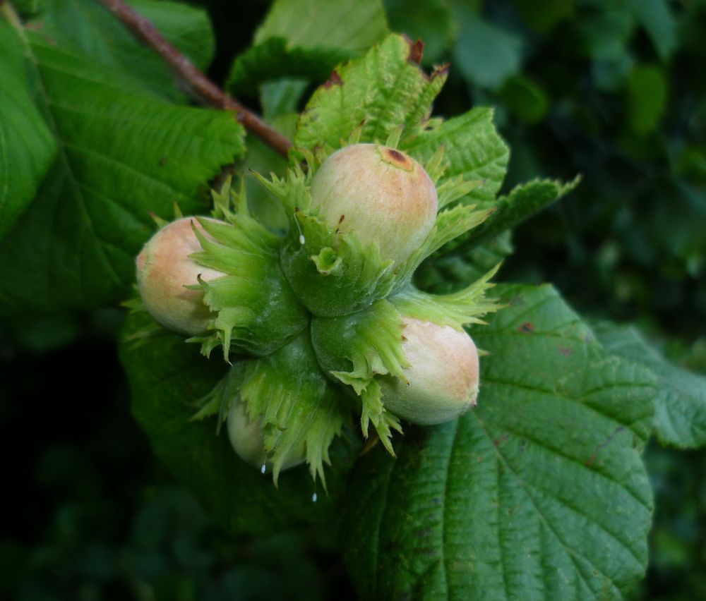 Cluster of four hazelnuts growing on a tree