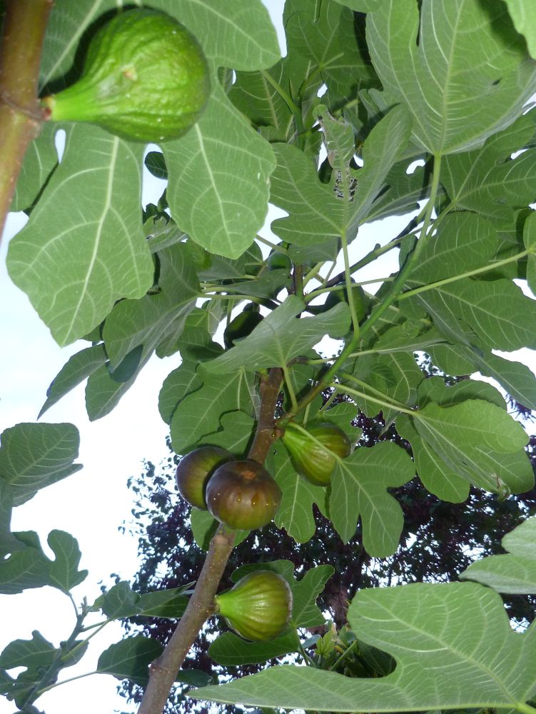Figs growing on a tree