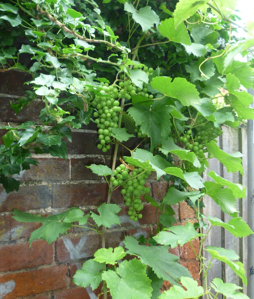 Vine with bunches of (green) grapes