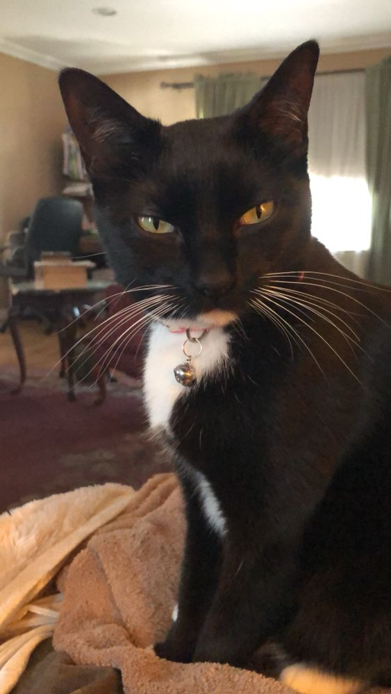 A tuxedo cat with a bell collar and long white whiskers, sitting down and glaring at you in such a way that your ancestors are so alarmed that they are forming a protective circle around you. 