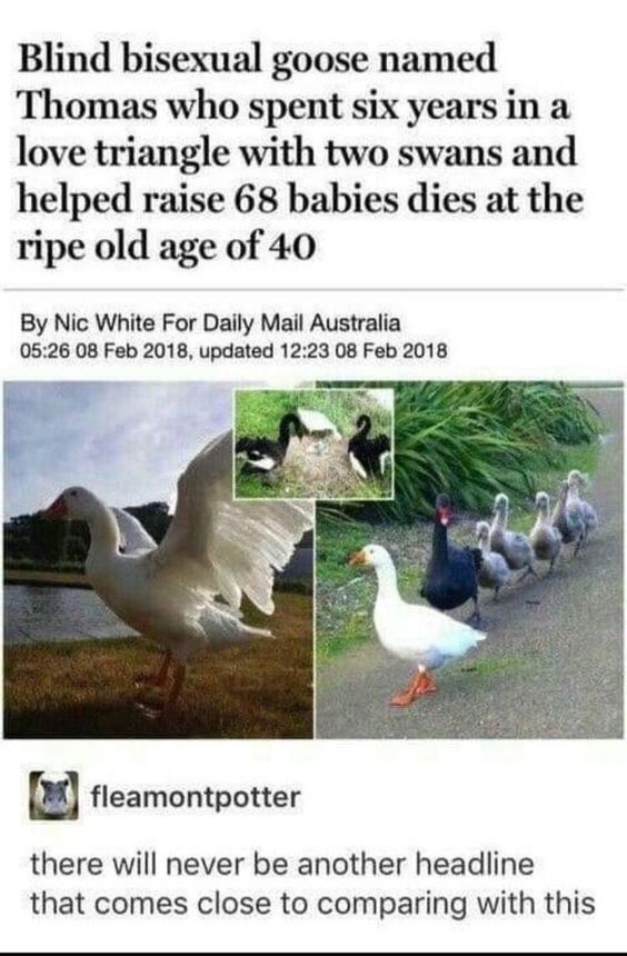 Headline: Blind bisexual goose named Thomas who spent six years in a love triangle with two swans and helped raise 68 babies dies at the ripe old age of 40.

Photo: Shows Thomas being followed by a black swan and five baby swans.