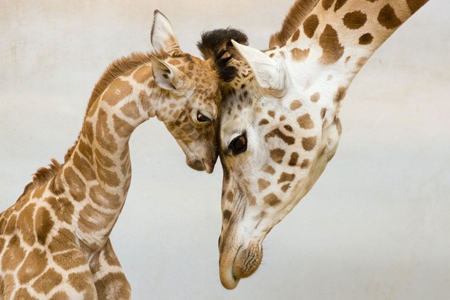 Baby giraffe pressing its brow against mommy giraffe's brow.