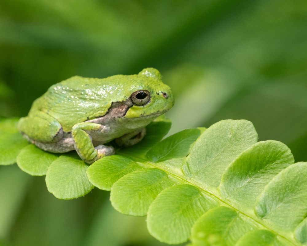 A very small bright green tree frog with an inquisitive, serene expression sitting on a fern.