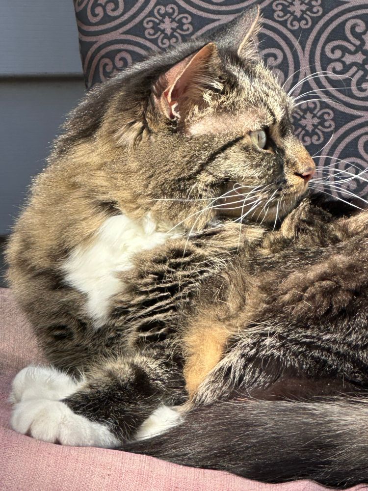 Long hair cat cleaning in sunshine