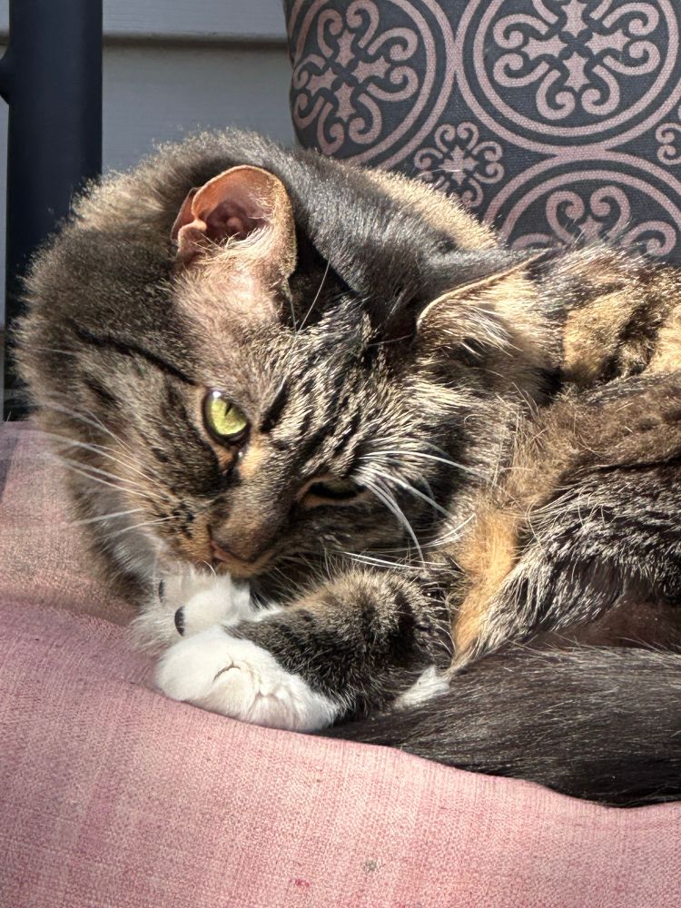 Long hair cat cleaning in sunshine