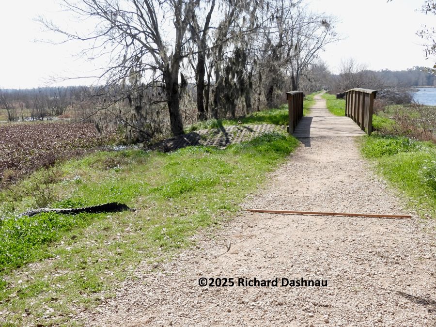 Picture 3 of 4 Similar view of the trail in image #1, but showing the area to the left of the trail. The day is bright and clear. The trail is on the right of the image, and extends straight out to a small wooden foot bridge, then continues off to far distance. The alligator in images 1 -3 had crossed the trail in front of us. Its tail and edge of its back is visible in the green plants to the left of the trail. The most of its body is hidden by the plants.  The tip of the tail is about 4 feet to the left of the edge of the trail. There is a wooden staff lying across the trail where the alligator had crossed. The tips of the staff each touch each side of the trail. The staff is 6 feet long, showing the trail is about 6 feet wide.  I was facing South on the 40-Acre lake trail, with the Observation Tower directly behind me. If we compare the width of the trail to the image of the alligator crossing it, we can estimate that the alligator was about 7 feet long. 