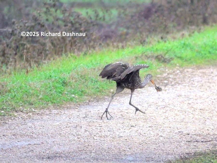 image 3 of 3 This is a frame from a video clip of the same bird in image #2.  A further view of a dark bird with long black legs, a long neck, and a long, sligltly curved beak. . The bird is in mid-step, with its left foot up on the toes; while the right foot is moving forward, about to step down. The bird is running away from us, angled towards our right. The wings are partly folded, and raised above its body, preparing to open for takeoff. Although mostly brown, plumage is solid brown starting halfway down the body--to the tail. From the halfway point up the neck to the bird's face, the plumage is parked by patterns of white spots. The spots are spread out on the body, but the pattern becomes more dense up the neck. The open beak is orange, slightly curved down, and it is carrying an oblong dark object between the tips. The bird is a Limpkin. The object is most likely an Apple Snail (from this distance about 2 inch diameter). The Limpkin ran a few strides and took off, still carrying its prey. Around 2021 - 2023 Limpkins were active around the Brazos Bend State Park. They left for a while during the third dry summer, but we could hear them at the park again after Hurricane Beryl had passed.  