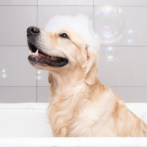 a golden retriever in a bathtub with a pile of soap bubbles on his head and bubbles flying around.