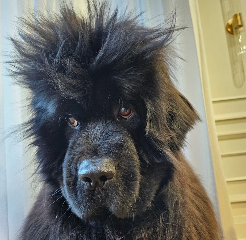 a big black newfoundland sits for a headshot and avoids eye contact with the camera. the fur on her head is sticking up in all directions like a cockatoo crest, boy band member, or perhaps like she had an incident with static electricity during a nap recently. she’s rocking it.