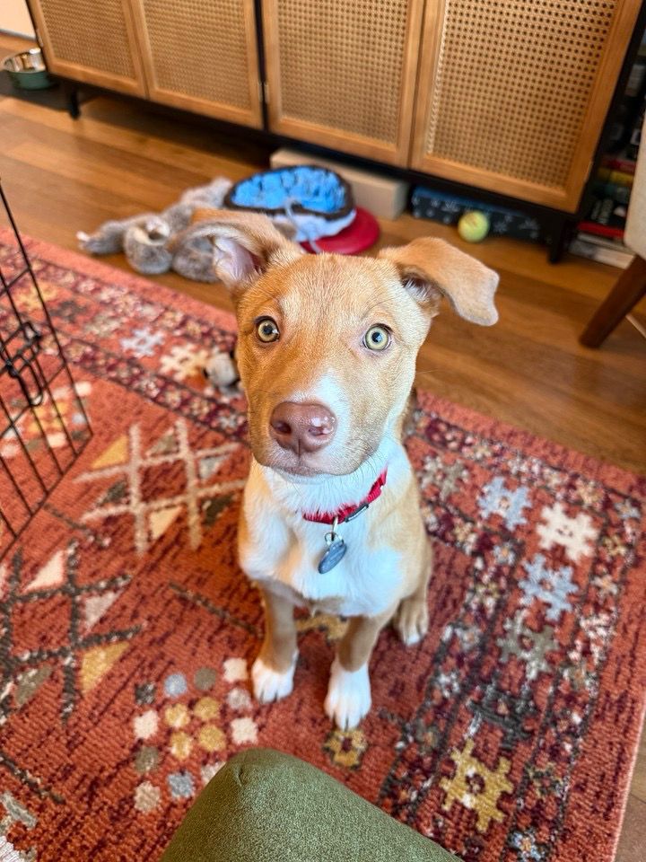a very cute light brown and white pup sits on a terracotta-colored rug and looks up at the camera. her front paws, both white, are placed close together politely. her big ears flop over slightly out to the sides.