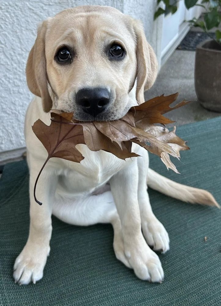 a yellow lab puppy sits on a green rug outside. she's looking up at the camera with large, dark puppy eyes and a furrowed brow. in her mouth she's holding a collection of about 4 large brown oak leaves. she's in absolute disbe-leaf that she's only hearing this news now.