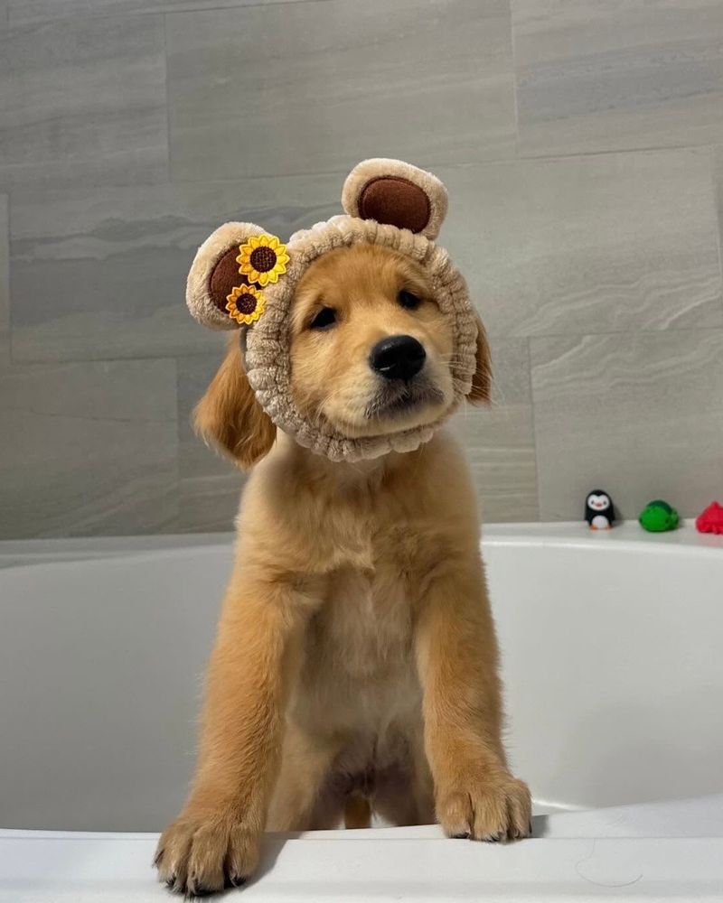 a golden retriever puppy stands inside a bathtub with his front paws propped up on the side. he's wearing a brown bear ear headband with two small sunflowers on the right ear. there's a smidge of concern in his face, but mostly he seems ready to get this over with.