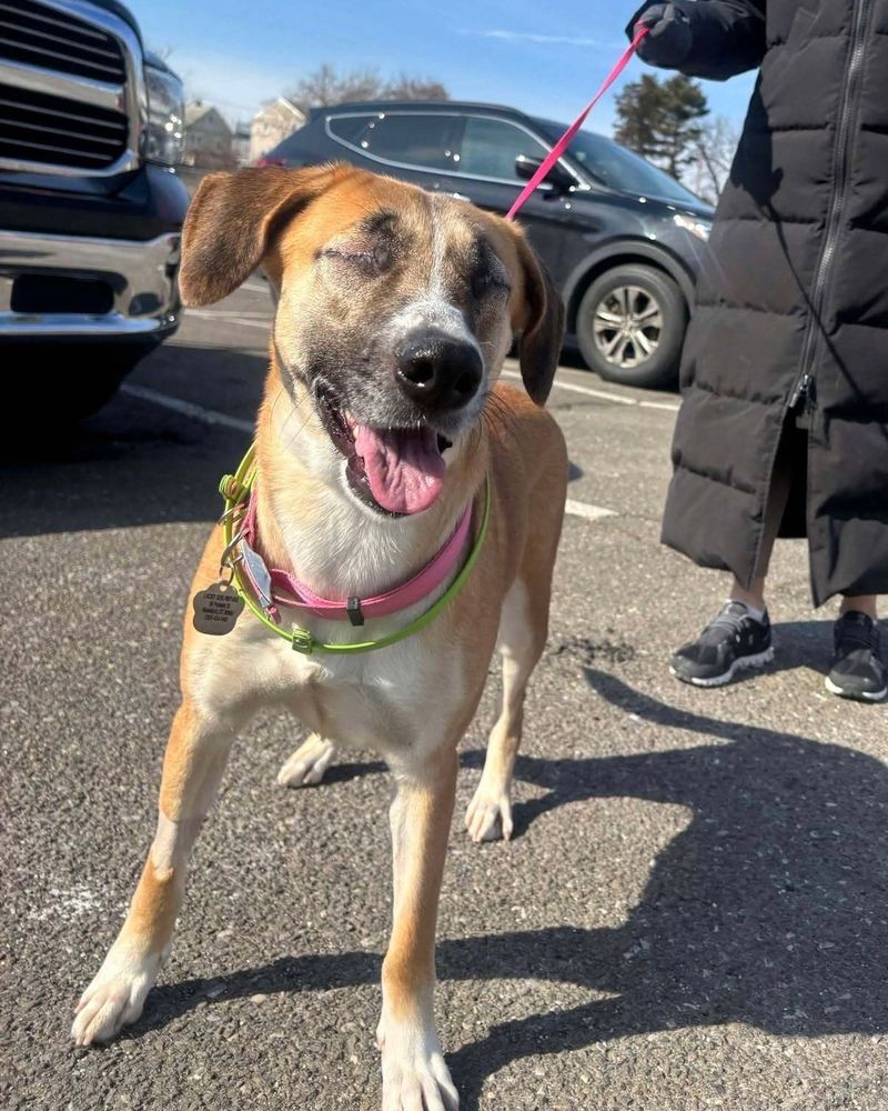 Heidi stands in the sunshine with her mouth open and her tongue out in a smile. she may no longer have her eyes, but she doesn't need them to feel the happiness that's come in to her life.