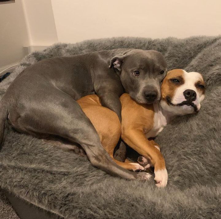 two sweet pibbles are spooning on an enormous, fluffy, gray dog bed. the big spoon is a gray dog with their ears pinned back, concerned eyebrows, and one front paw tucked around their friend’s waist. the little spoon is brown and white and absolutely basking in this sweet show of affection.