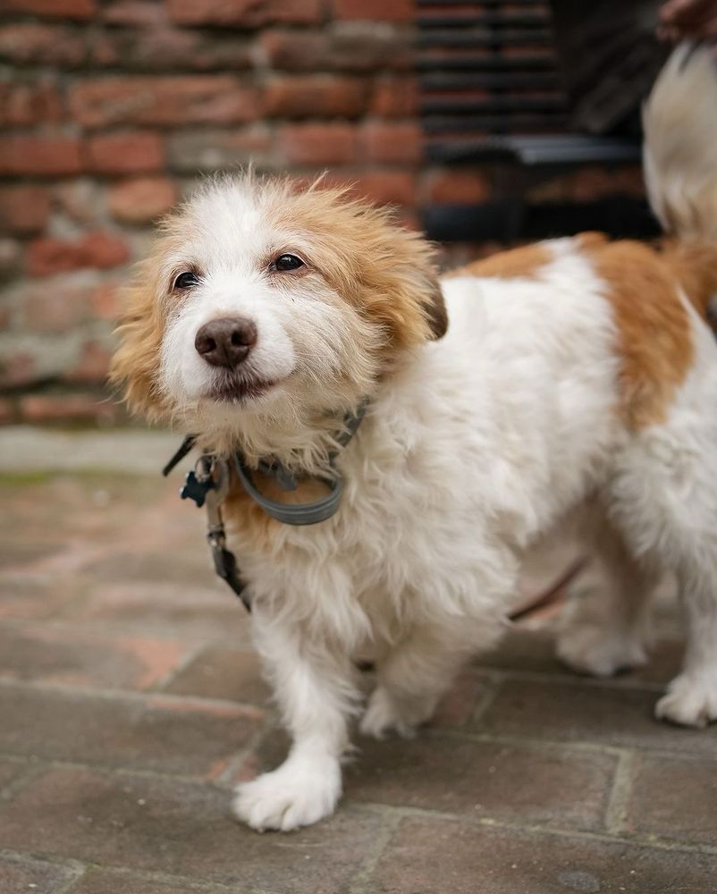 a scruffy white pup with light brown patches on his ears, back, and tail walks toward the camera with a soft smile on his face. one of his front paws is lifted slightly and his tail is upright in a slightly blurry wag.