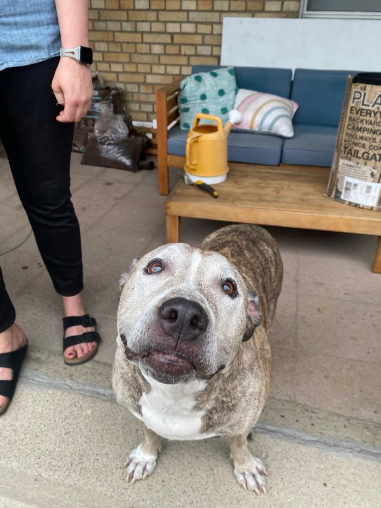 a photo of a brindle pittie with an almost entirely white face looking up at the camera adoringly. his ears are back so he looks extra seal-like, and the corners of his mouth curl up in a smile.