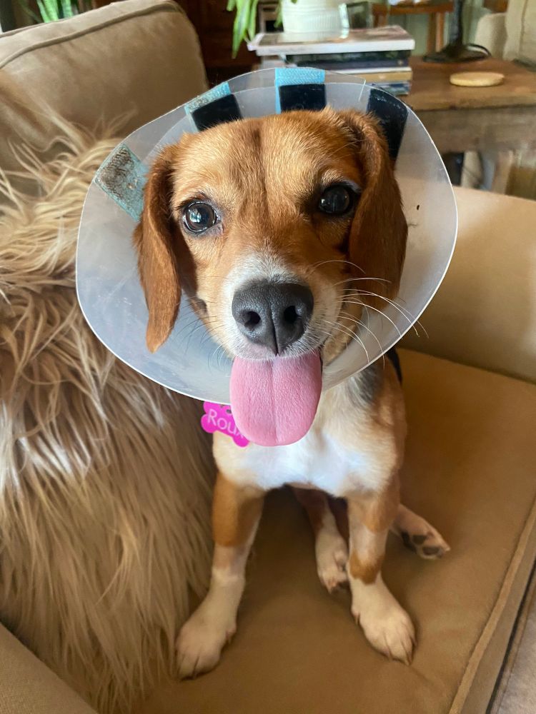 Roux the beagle mix sits on a beige armchair next to a throw pillow that looks like a blond highland cow. the pup is wearing a plastic cone around her neck, and her light pink tongue is hanging out of her mouth.