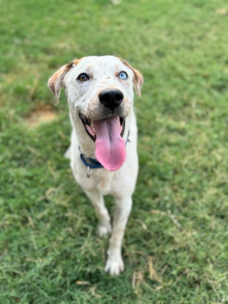 a portrait photo of Azzurro in a patch of grass. he looks up at the camera with his mismatched eyes, his tongue hanging out in a big smile.