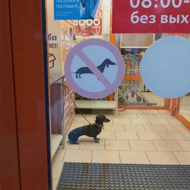 a photo taken through a glass door into a store. there are several stickers on the glass, including a big round one depicting a dachshund’s silhouette behind a big international “No” sign, a red circle with a diagonal cross through it. just inside the store, a little black dachshund is sitting perfectly still on the tile, oriented exactly the same way as the dog on the sticker and directly underneath it. he’s a rebel, and you can’t tell him what to do.