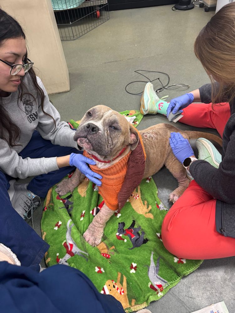 two people sit on the floor with Cuddles and carefully tend to his irritated skin. he’s wearing a brown and orange knit sweater and is being so patient.