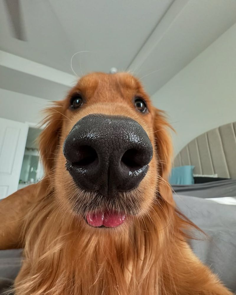  a 0.5x angle photo of a golden retriever named Deejay. he is very close to the camera, making his snout look slightly larger than average, and his tongue is poked out slightly to reveal the perfect mlem. 