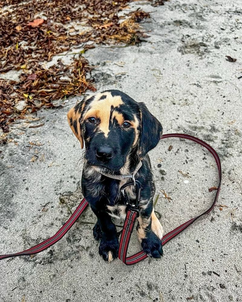 a lab pup sits and looks up at the camera. his fur is a mottled blend of blond and black, and he’s standing on his leash with one front paw.