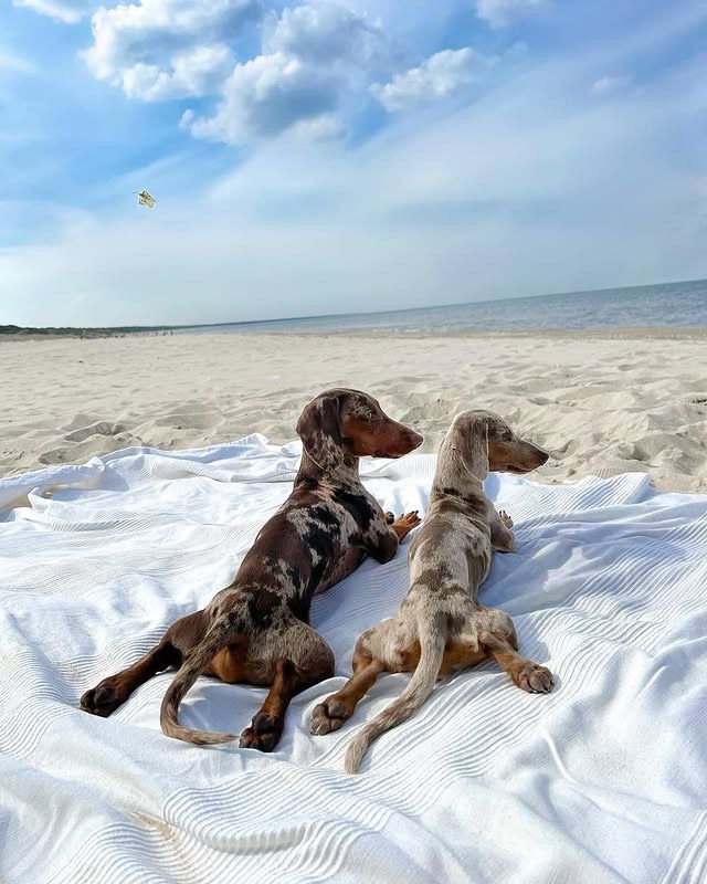 two dappled dachshunds sploot with matching frog legs on a large white blanket at the beach. they’re looking in the same direction, toward the water, with matching profiles. we can only assume they’re about to start practicing a synchronized swimming routine.