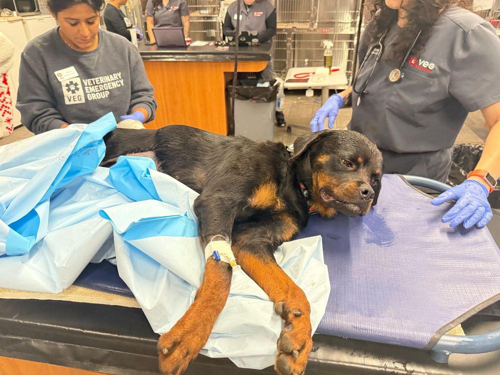 a black and brown rottweiler lays on one side on a gurney, with sterile paper bunched up around her back half. she looks damp and drowsy, with an IV port into one of her front legs. five team members from a veterinary emergency group are working all around her in the background.