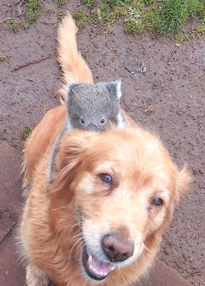 Denni, a golden retriever with a sweet face, sits and looks up at the camera with a smile. she has a passenger clinging to her back. a baby koala. the joey's eyes peak over the top of Denni's head.