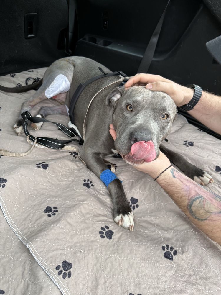 a gray pit bull with golden eyes rests in the back of a car on a paw print blanket. her back legs are shaved, and she has a patch over her visible. knee. she looks at the camera, her tongue caught mid-blep.