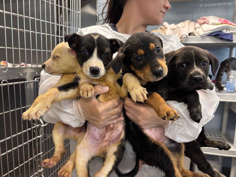 a human in a white gown holds four puppies named perry, poppy, penny, and patrick. perry has his eyes closed and the other three pups look at the camera.