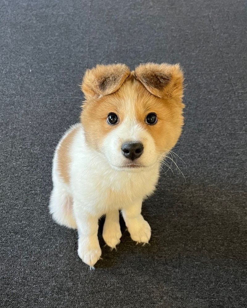 a brown and white puppy with ears vertically flopped on top of his head, sits on grey carpet and stares intently into the camera