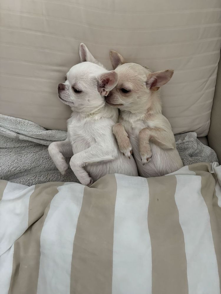 two chihuahua besties cuddle next to each other on a beige pillow and white and beige striped blanket. the cream chichi on the left is the little spoon, and the more tan chichi on the right is the big spoon.