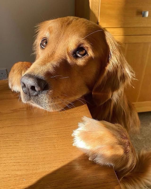 a golden retriever standing and resting his chin on a wood table. his front paws are also resting on it, almost like a hug. the sun is at a low angle and hits his eyes and golden fur perfectly. his eyes are also open wide, almost concerned but full of love.