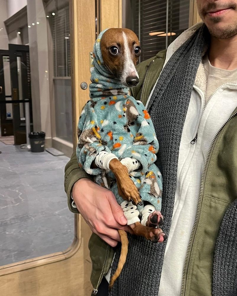 a brown and white italian greyhound is sitting upright while being held in the crook of a person’s arm. both human and dog are wearing layers: the person in a cream colored shirt, white zip up, olive green jacket and gray scarf, while the dog has on a fleece onesie and four polka dot leg warmers. the pup’s ears are tucked into the turtleneck collar of his fleecy jimjams and his expression can only be described as plaintive.