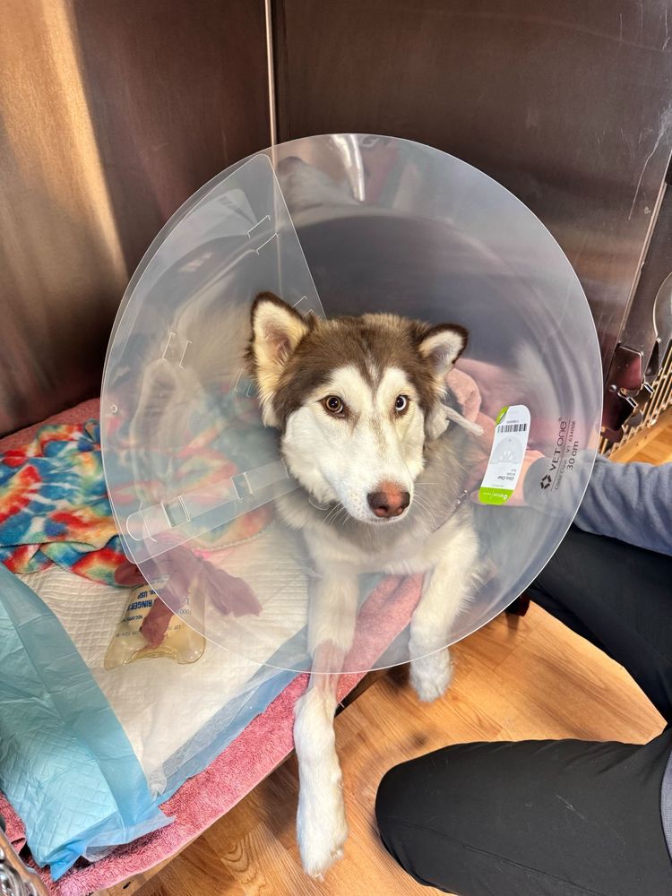 Shelby the husky looks at the camera. her white and brown face are circled by a big, plastic cone. she rests on colorful blankets as a person gives her back a pet. 