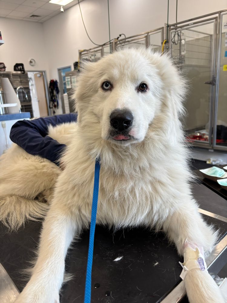 crocker the fluffy white dog lays on a vet table. he has an ID bracelet around his left paw. he stares at the camera. 