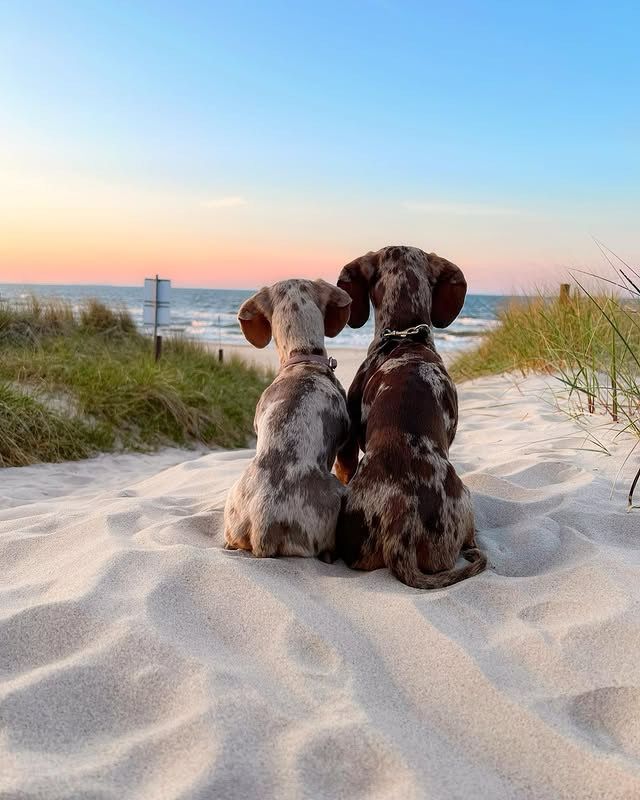 two little dappled dachshunds sit with their butts in some light sand and face away from the camera to take in the view. they’re looking out at a big body of water and a sky that fades from bright blue to light peach at the horizon line. the pup on the left is smaller and more gray colored, while the bigger one is more brown.